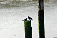 Birds and Pilings