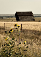 Wild Flowers and Barn