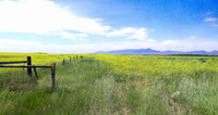 Field and Mountains from Highway 87