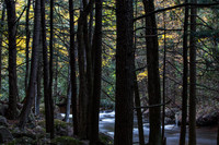 Trees, Rocks, and the Little Wolf River