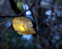 Glowing Leaf