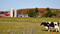 Farm with Leaning Cow