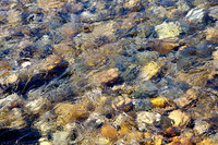Rocks in the Roaring River