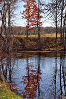 Plants and Trees Image 9