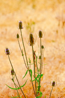 Plants and Trees Image 6