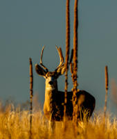 Opus 6, No. 22
Badlands National Park
South Dakota