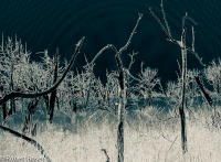 Rhapsody Opus 17, No. 35 - Trees of Wetherill Mesa, Mesa Verde National Park, Colorado