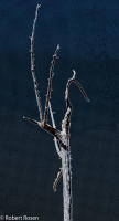 Rhapsody Opus 17, No. 44 - Trees of Wetherill Mesa, Mesa Verde National Park, Colorado