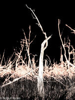 Rhapsody Opus 17, No. 41 - Trees of Wetherill Mesa, Mesa Verde National Park, Colorado