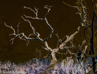 Rhapsody Opus 17, No. 30 - Trees of Wetherill Mesa, Mesa Verde National Park, Colorado