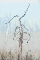 Rhapsody Opus 17, No. 40 - Trees of Wetherill Mesa, Mesa Verde National Park, Colorado