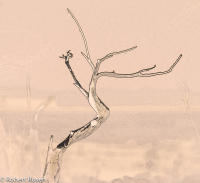 Rhapsody Opus 17, No. 39 - Trees of Wetherill Mesa, Mesa Verde National Park, Colorado