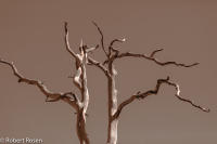 Rhapsody Opus 17, No. 38 - Trees of Wetherill Mesa, Mesa Verde National Park, Colorado