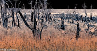 Rhapsody Opus 17, No. 27 - Trees of Wetherill Mesa, Mesa Verde National Park, Colorado