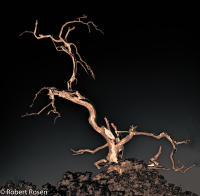 Rhapsody Opus 17, No. 28 - Trees of Wetherill Mesa, Mesa Verde National Park, Colorado