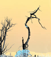 Rhapsody Opus 17, No. 32 - Trees of Wetherill Mesa, Mesa Verde National Park, Colorado