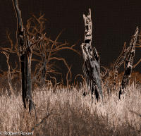 Rhapsody Opus 17, No. 20 - Trees of Wetherill Mesa, Mesa Verde National Park, Colorado