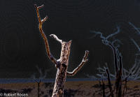 Rhapsody Opus 17, No. 19 - Trees of Wetherill Mesa, Mesa Verde National Park, Colorado