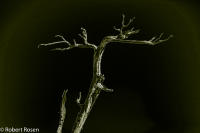 Rhapsody Opus 17, No. 17 - Trees of Wetherill Mesa, Mesa Verde National Park, Colorado