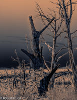 Rhapsody Opus 17, No. 13 - Trees of Wetherill Mesa, Mesa Verde National Park, Colorado