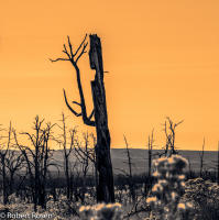 Rhapsody Opus 17, No. 8 - Trees of Wetherill Mesa, Mesa Verde National Park, Colorado