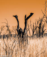 Rhapsody Opus 17, No. 9 - Trees of Wetherill Mesa, Mesa Verde National Park, Colorado