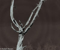 Rhapsody Opus 17, No. 7 - Trees of Wetherill Mesa, Mesa Verde National Park, Colorado