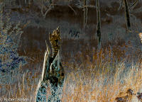 Rhapsody Opus 17, No. 3 - Trees of Wetherill Mesa, Mesa Verde National Park, Colorado