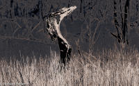 Rhapsody Opus 17, No. 1 - Trees of Wetherill Mesa, Mesa Verde National Park, Colorado